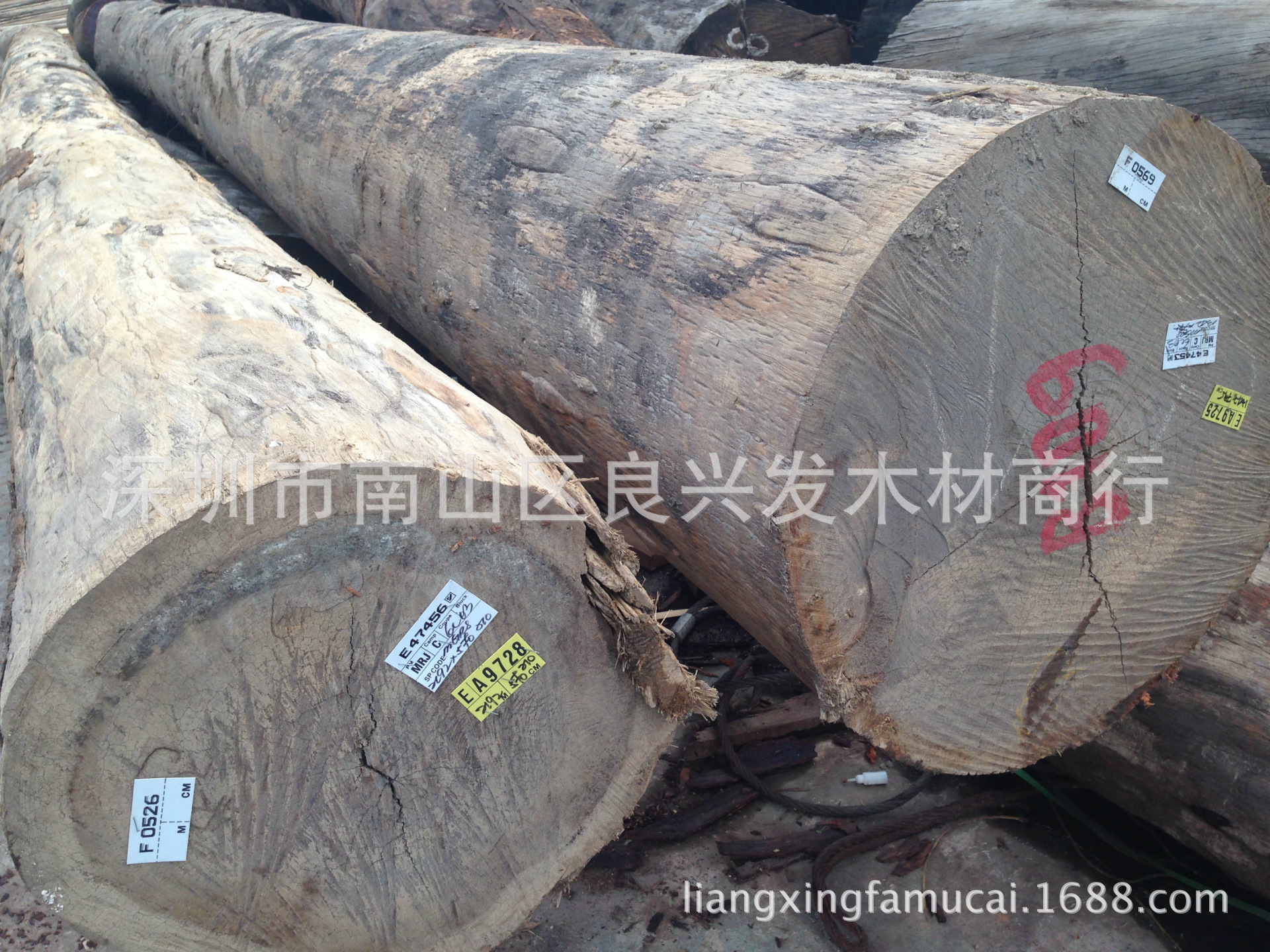 金笔,甘笔,甘巴豆