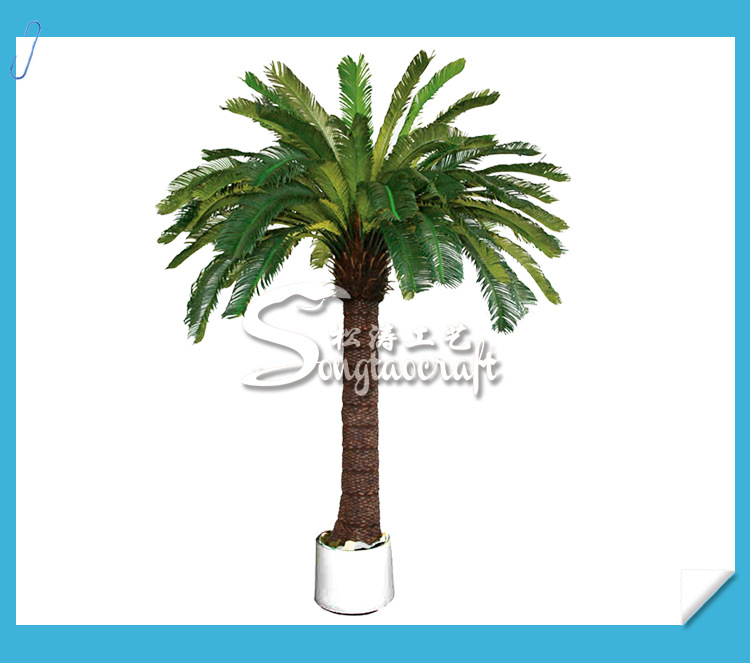 蘇鐵產(chǎn)品圖_05