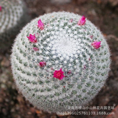 实生玉翁仙人球 点缀布景沙生沙漠绿色多肉植物 盆栽花卉大棚批发|ms