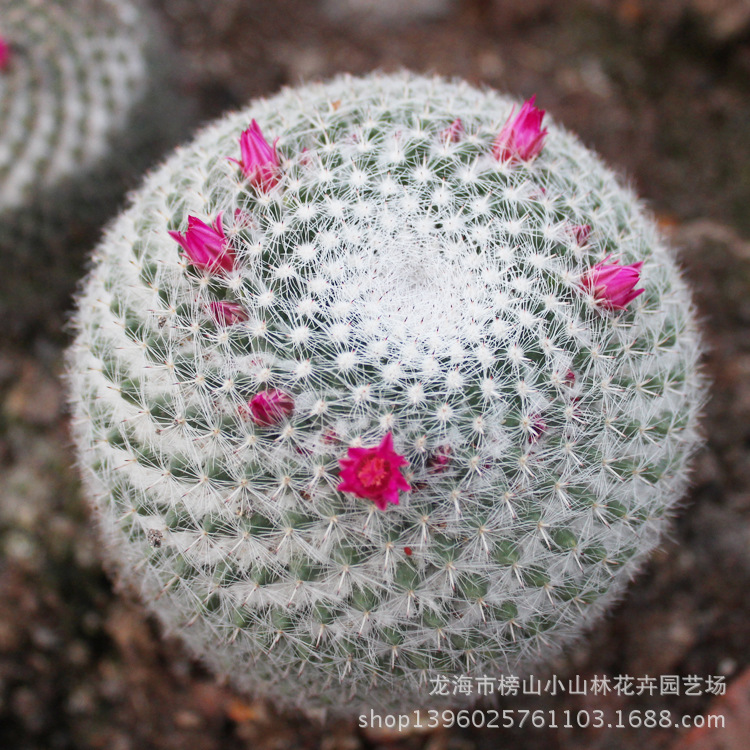 实生玉翁仙人球 点缀布景沙生沙漠绿色多肉植物 盆栽花卉大棚批发|ms