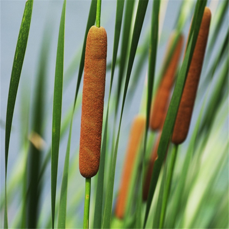 金亚龙现香蒲绒_金亚龙现直销香蒲绒 蒲绒 量大从优欢迎咨询选购 - 阿里巴巴