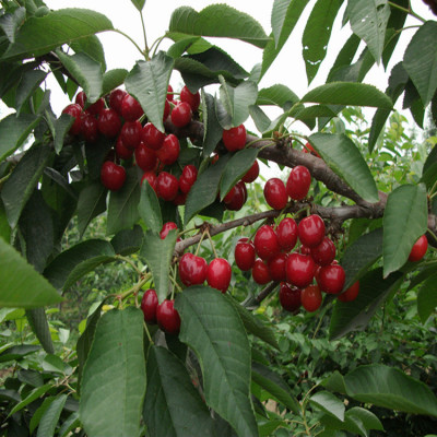 supply Cherry wholesale Year results Annual Garden planting Complete specifications Large concessions