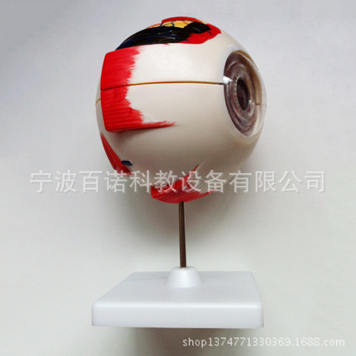 供应眼构造模型39054  小学科学教学产品 教学仪器人体器官模型