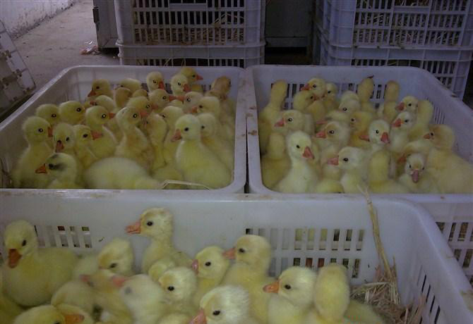 扬州三花鹅_扬州三花鹅 【品种正】