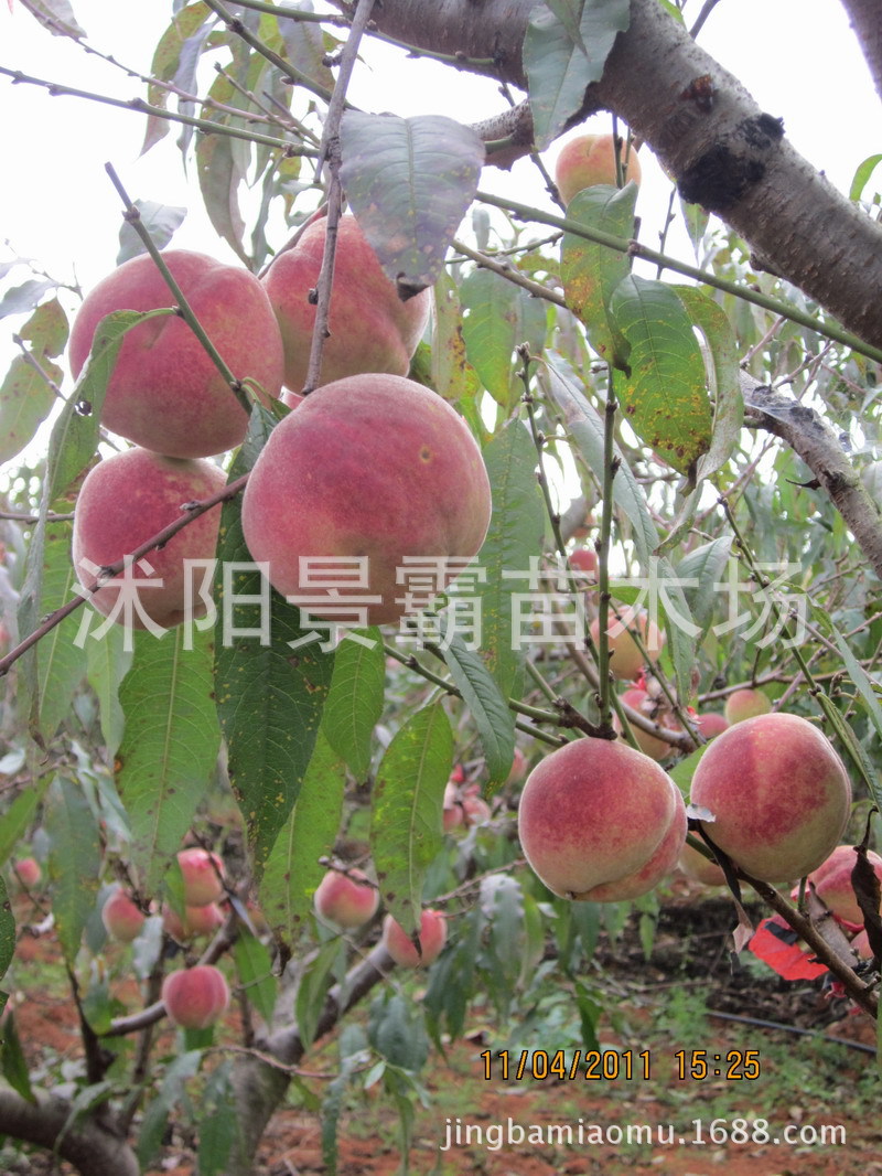 冬桃树直销  冬桃苗 嫁接桃树苗 优质品种 果树 晚熟桃树苗|ru