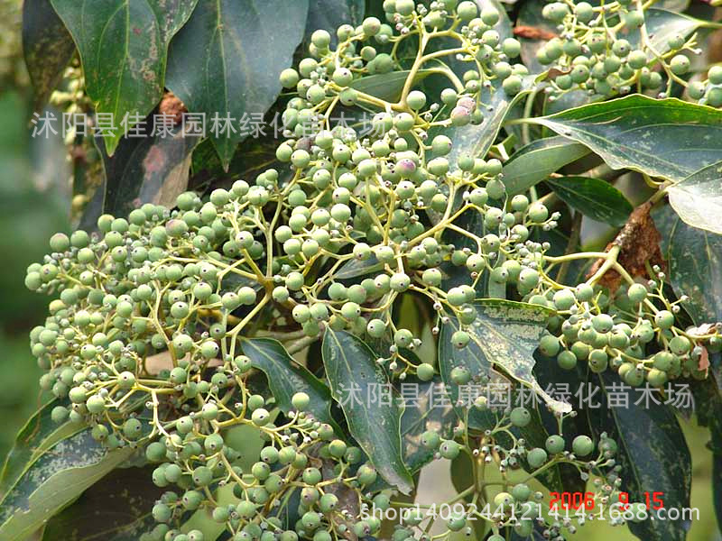 林木种子 光皮树种子 光皮梾木种子 1件=1斤-阿里巴巴