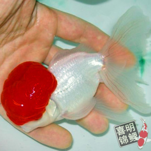 �̓r�������l���~�Q피t �{���^ ���� ���^ �����~����ˮ�~���w