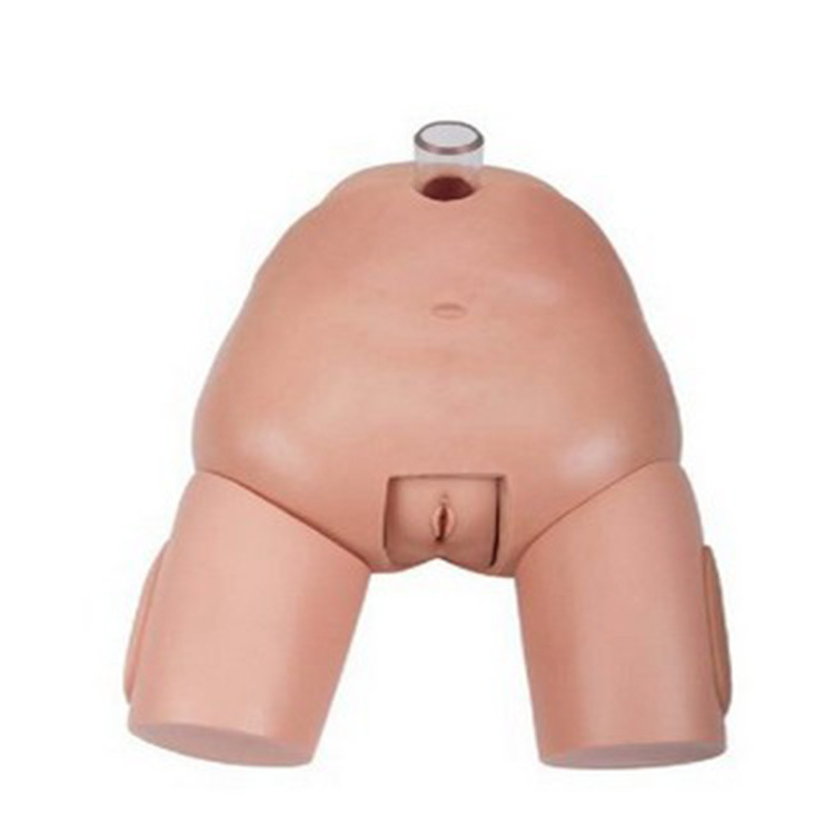 供应高级女性膀胱穿刺模型 