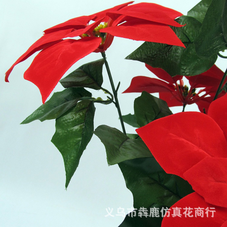 5头精品一品红10