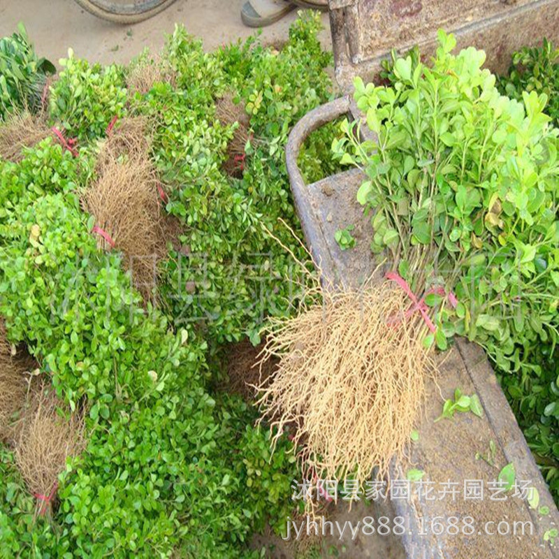 苗圃直销 批发 瓜子黄杨苗 小叶黄杨 瓜子黄杨球  绿化工程苗