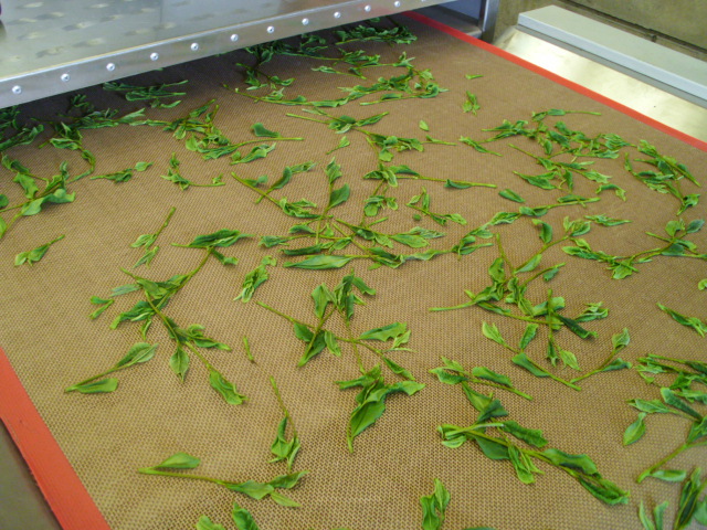 杭白菊花蕾烘干|漯河菊花烘干设备|微波干燥菊花热风干燥机械