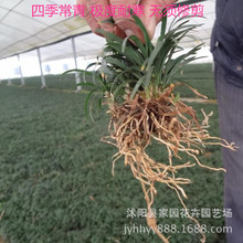 直销批发矮麦冬 玉龙草 日本矮叶麦冬 矮化麦冬草 常绿地被植物