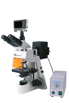 现货低价供应BM-19AYS数码荧光显微镜| 质保5年