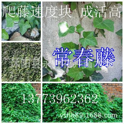 Wholesale Ivy Direct base Ivy seedlings Engineering greening seedling Lianas Potted