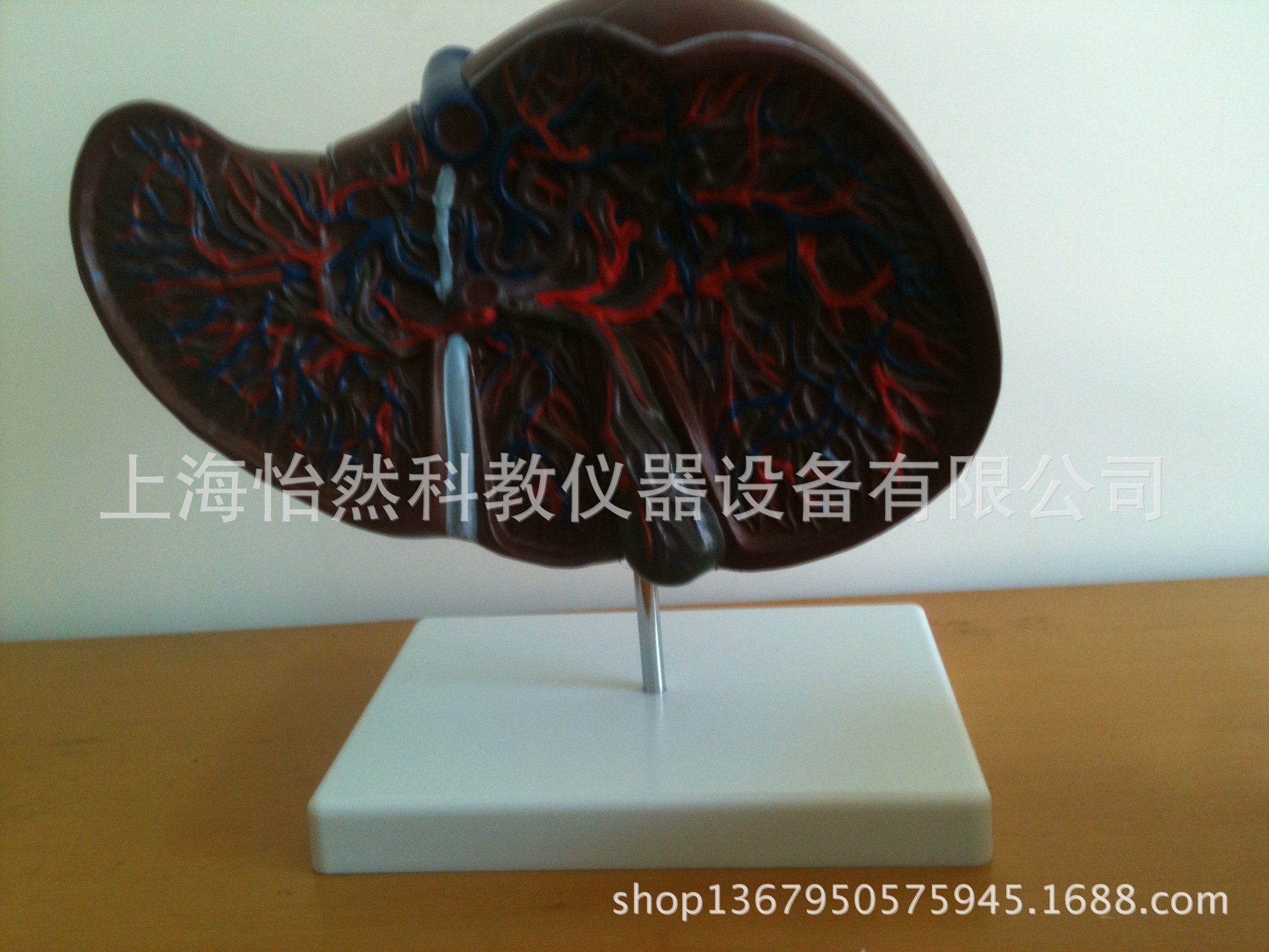 肝解剖模型 肝脏解剖模型 肝模型-阿里巴巴