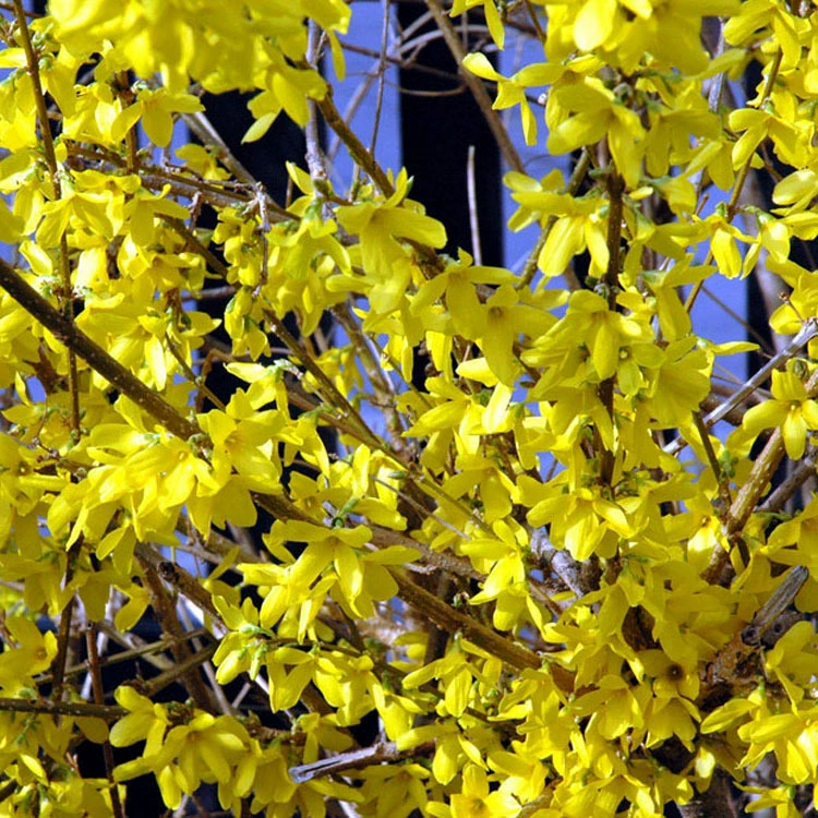 Весна Цветущая зеленая Посадка Крытый вися взбираясь зеленая рассада Форсития