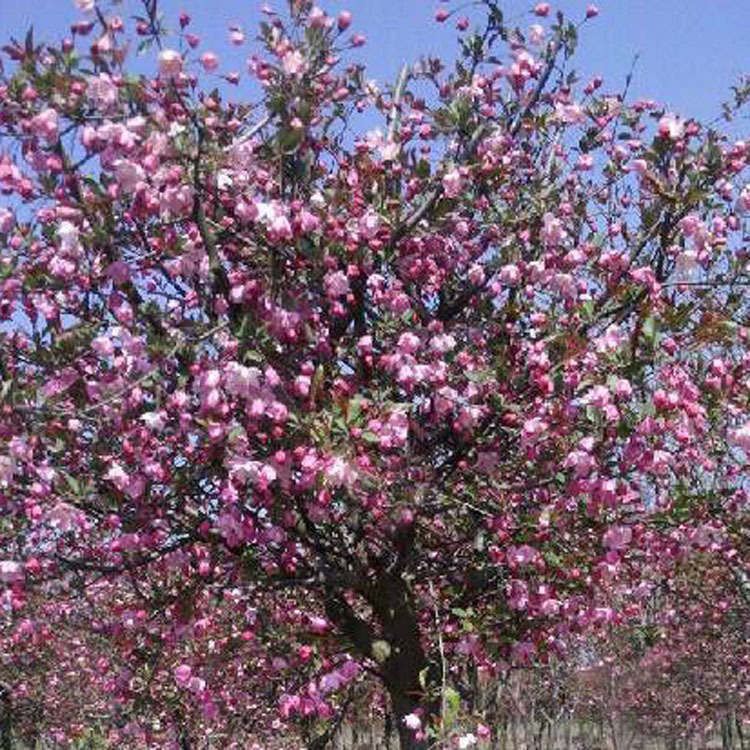 四季海棠树苗庭院地栽大型高杆西府垂丝海棠花耐寒植物北美海棠树