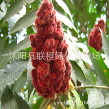 ������ľ�N�ӻ��N�� ���o�ַN�� �G���е���ľ��ľֲ���N