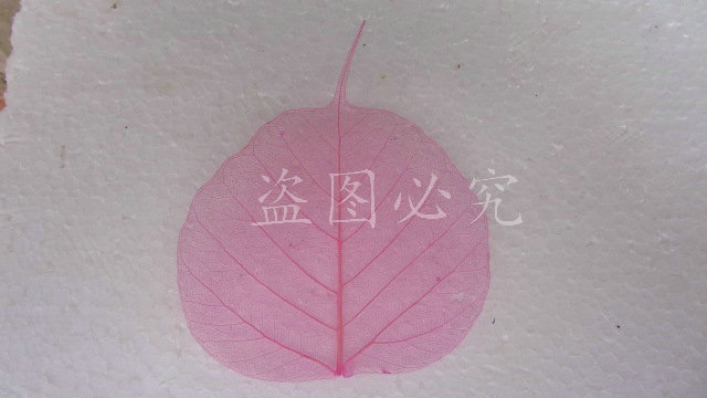 A001菩提叶脉 (33)