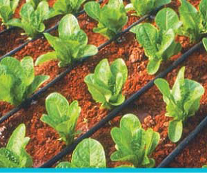 超級台風SUPER TYPHOONTM16080 內嵌式薄壁滴灌管PE管