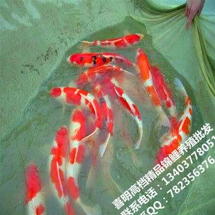 ��ɫ�YƷ�^�p�~-�Lˮ�~�A�F�ͶY��Ʒ-�������~��ˮ�ձ��\�����w�~