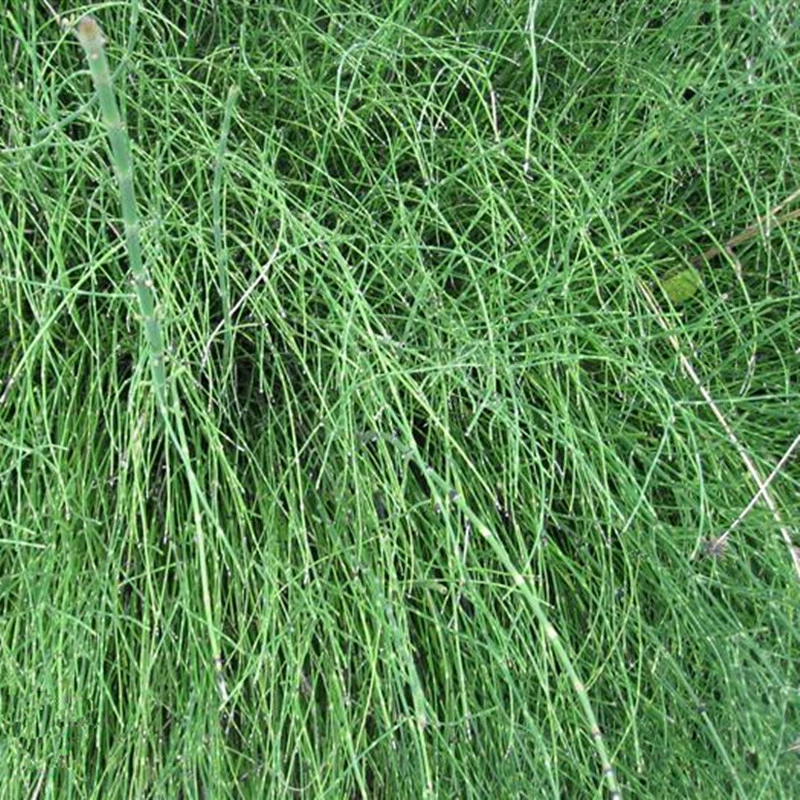 [Базовый поставщик] многолетние оптом все виды водных растений Оригинальное количество листьев ночной травы скидка Добро пожаловать на заказ