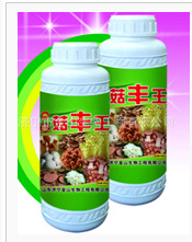 批发食用菌的菇丰王 可 蘑菇高产