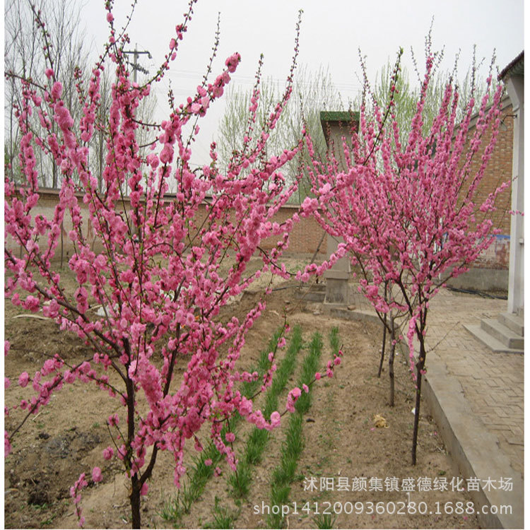 _大量供应耐寒花卉羽衣甘蓝 红色黄色 基地直