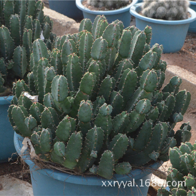 白角麒麟euphorbia Resinifera 仙人球多肉植物 阿里巴巴