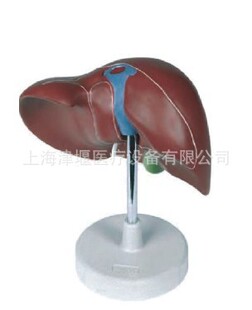 全科医生人体肝解剖模型肝脏心脏解剖模型-阿里巴巴
