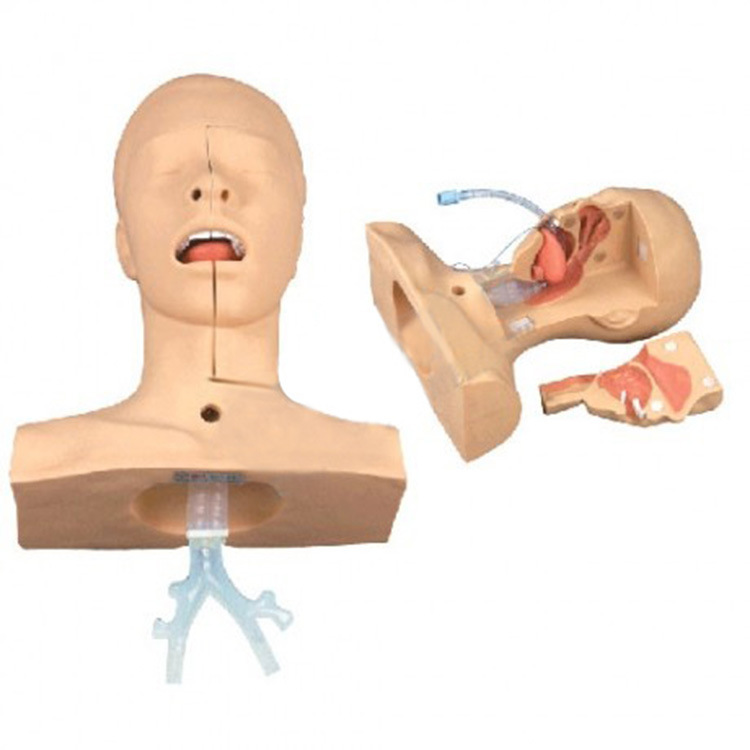 高级吸痰练习模型