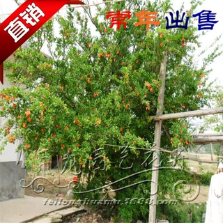 绿化苗木  花石榴  花石榴落叶灌木 观赏花木 丛生石榴