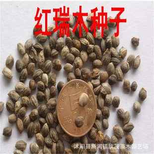 ���l�t��ľ�N�� �����²�ժ������ľ�N�ӛ���ľ �t�R��N�Ӱ��]