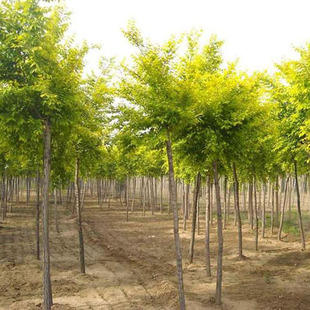 �������N������ľ ����ֱ�N ���| �S��