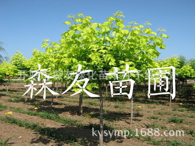 jyfyq_副本