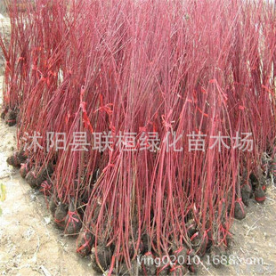 �t��ľ �t��ľС�� �G����ľ ���~����С�� �t��ľ �t�R��С��