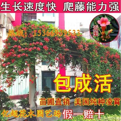 U.S.A Peak Sapling Base Direct selling Climbing flowers and plants Courtyard Villa green Fujimoto Peak Climbing Botany