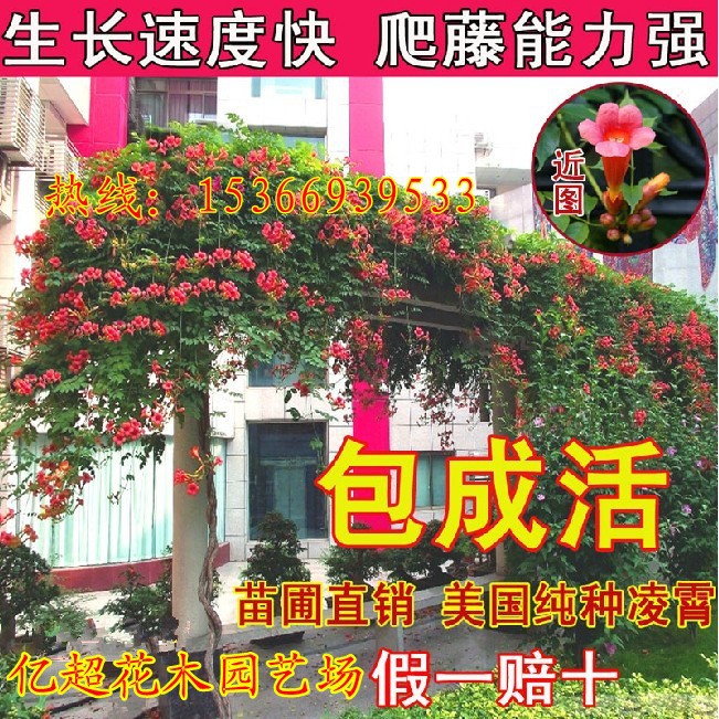 U.S.A Peak Sapling Base Direct selling Climbing flowers and plants Courtyard Villa green Fujimoto Peak Climbing Botany