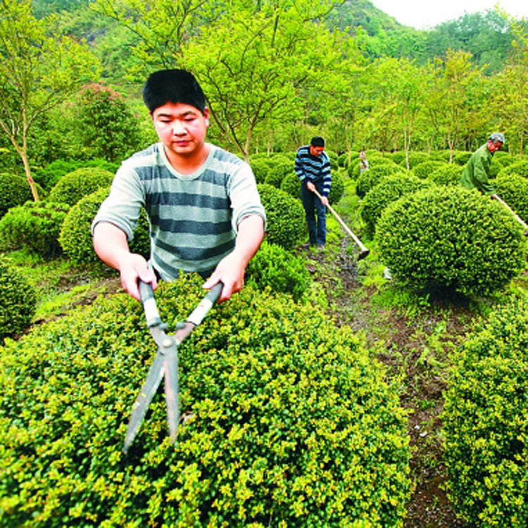 大量供应优质灌木冬青球龟甲冬青球黄杨球价格优惠