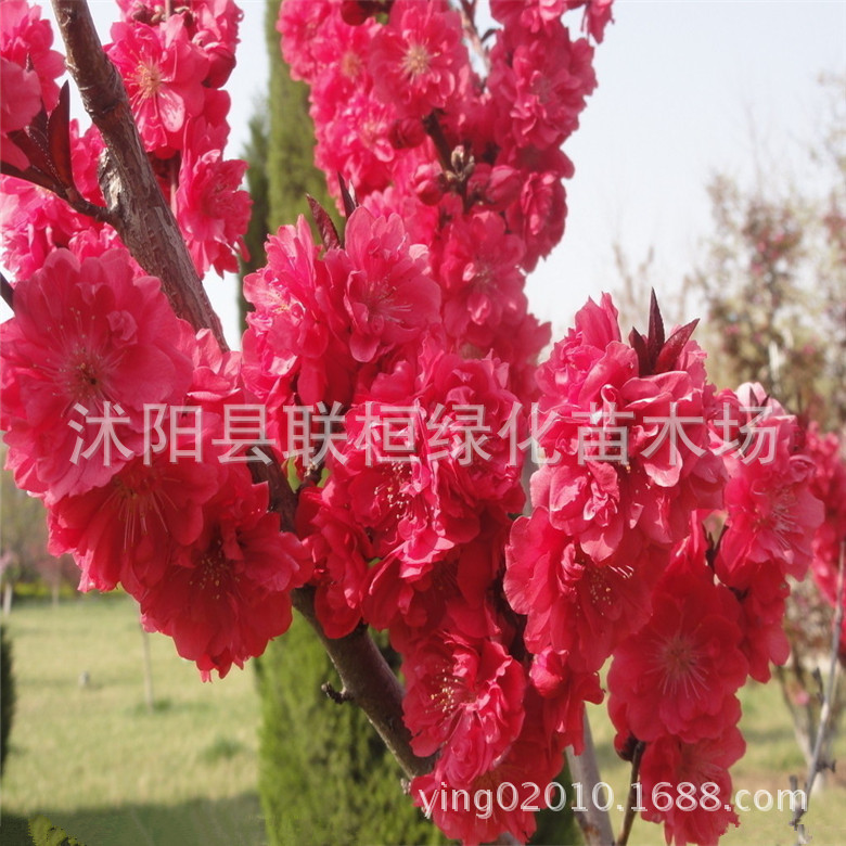 绿化工程苗紫叶碧桃苗紫叶桃树苗翼添苗木场承接各种绿化工程
