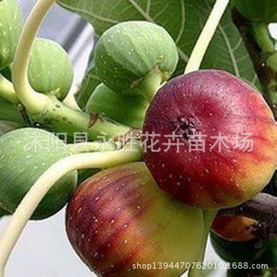 果树苗批发嫁接苗 当年结果早熟无花果果苗 金傲芬无花果苗|ru