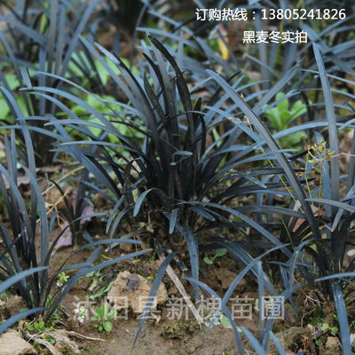 供黑麦冬 沿阶草 彩色地被植物 麦冬草价格 黑麦冬草图片|ms