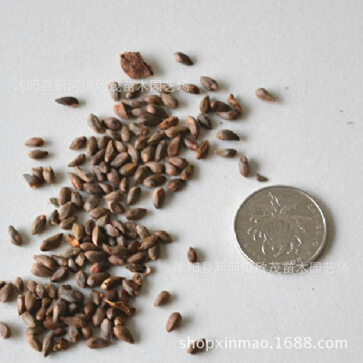 新采白皮松种子 松柏种子 绿化行道林木苗木植物四季常青包邮