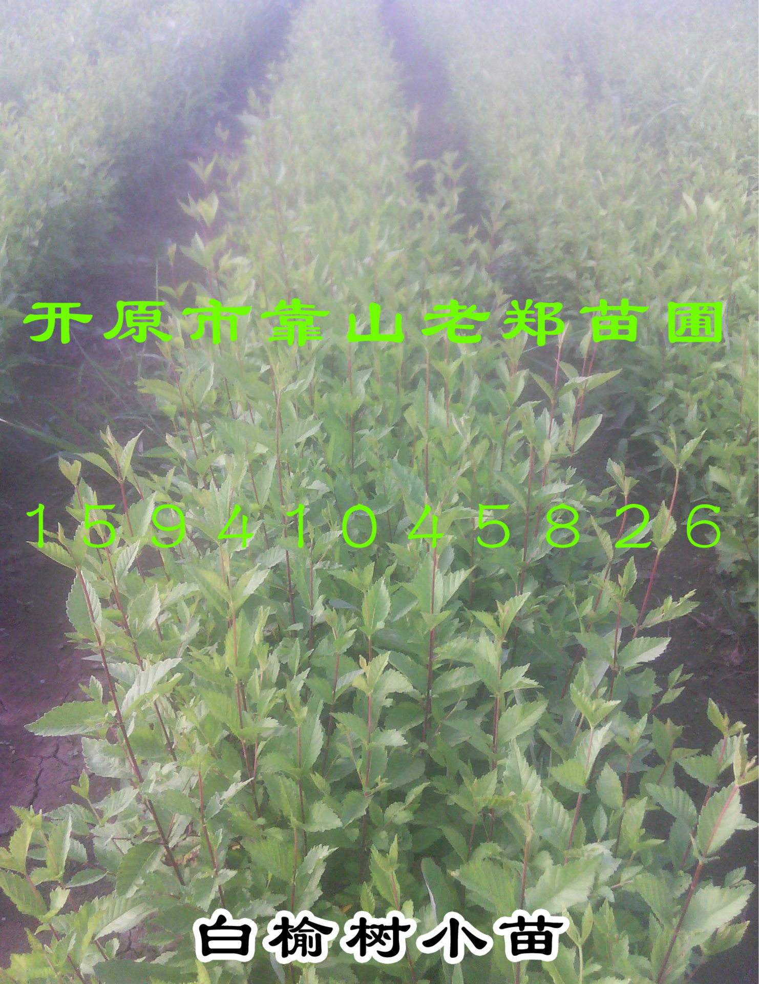 白榆小苗 榆树苗 河南白榆 金叶榆嫁接砖木 东北白榆树 量大从优-阿里巴巴