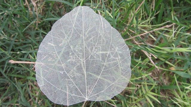 A003心形叶脉 (15)