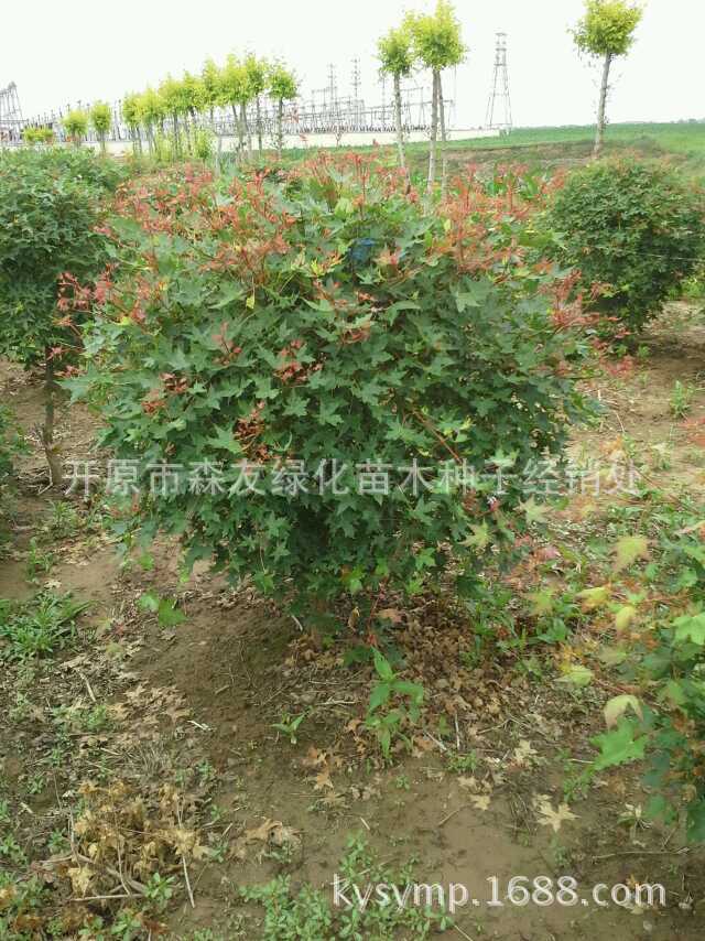 PIC_20140703_135724_D1C