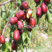 基地大量出售黑棗樹苗 1-3公分黑棗樹 1.5米以上黑棗苗 包成活