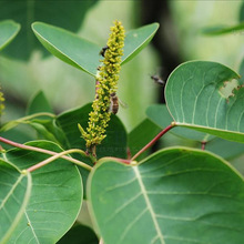 供应各种工程苗木 花卉 基地直销 优质 乌桕