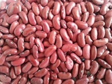 供應英國紅芸豆