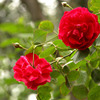 Breed Chinese rose Floribunda Roses sale Various Chinese rose Various Specifications Complete